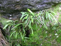 Notogrammitis patagonica. Mature plants with narrowly obovate fronds growing from long-creeping rhizomes under a rock wall.
 Image: L.R. Perrie © Te Papa CC BY-NC 3.0 NZ